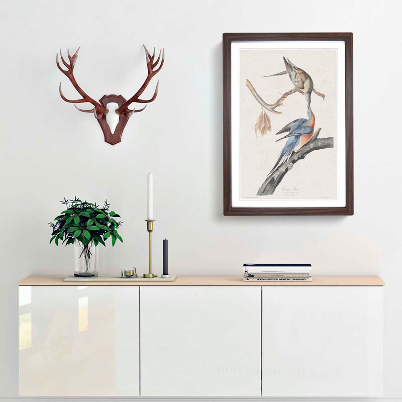 Passenger Pigeons by John Audubon - Framed Print, Walnut Framed, 48cm H x 36cm W x 2cm D