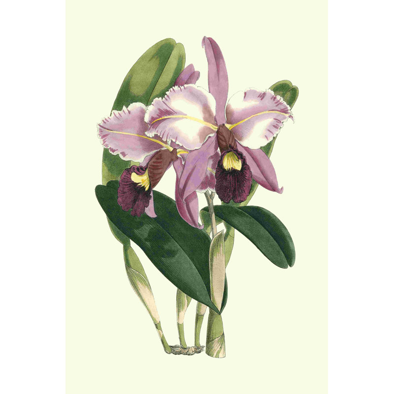Magnifique orchidée III, H 18 po x l 12 po