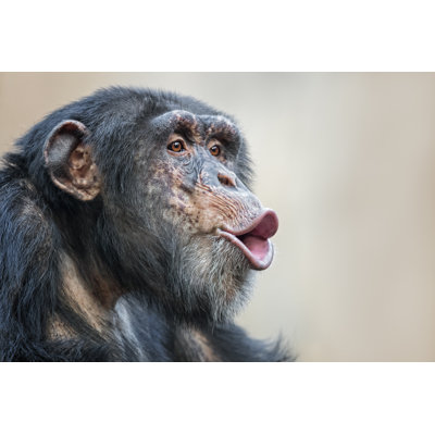 Chimpanzee - Wrapped Canvas Print
