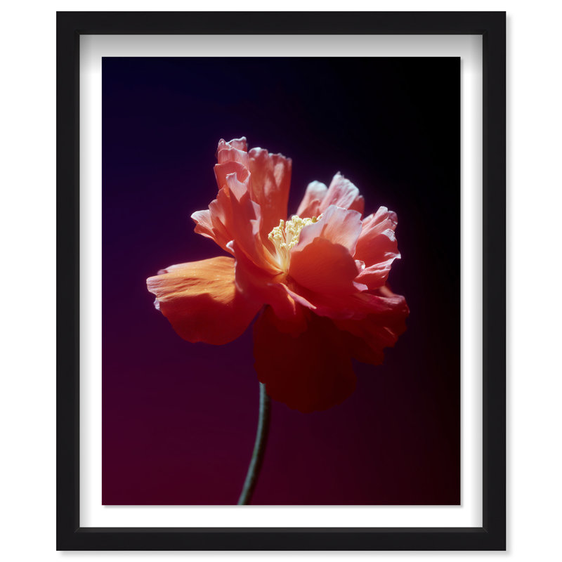 Taffeta Twilight II Framed Graphic Art, 21.5"H x 17.5"W, Black Shadowbox