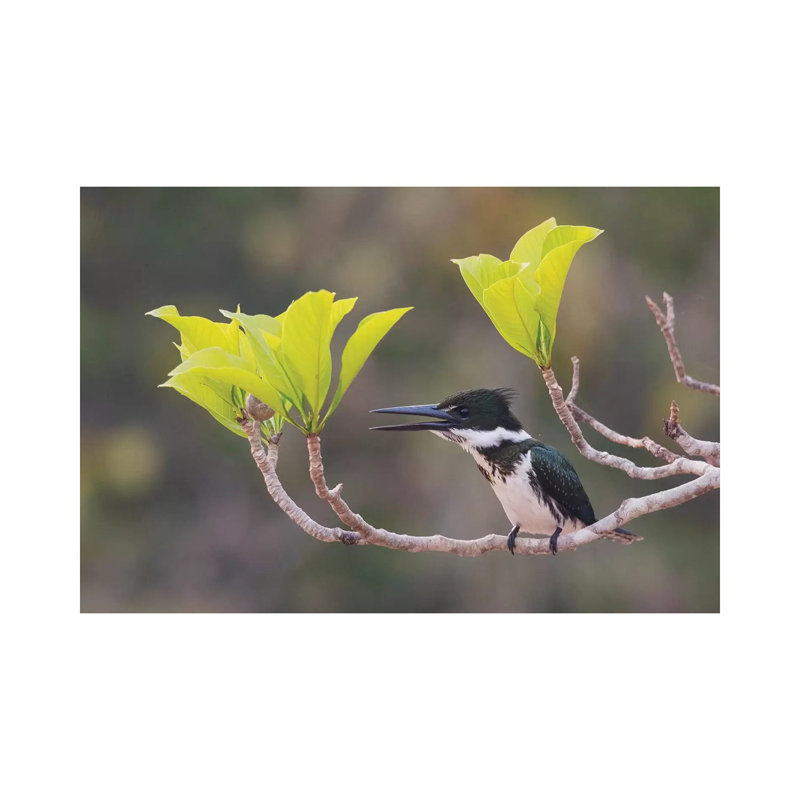Female Amazon Kingfisher 1 Piece Wrapped Canvas Wall Art, 66.04 cm H x 45.72 cm W x 1.91 cm D