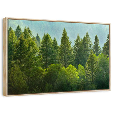 Lush Green Pine Trees