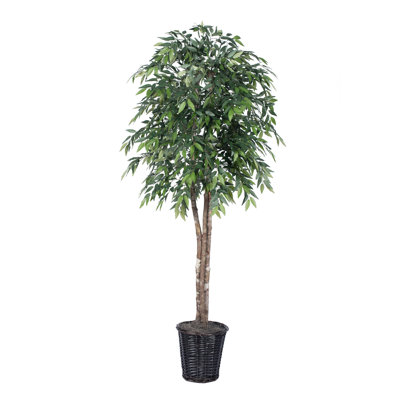 Arbre ficus de plancher dans un panier