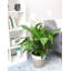 Peace Lily in Nursery Pot