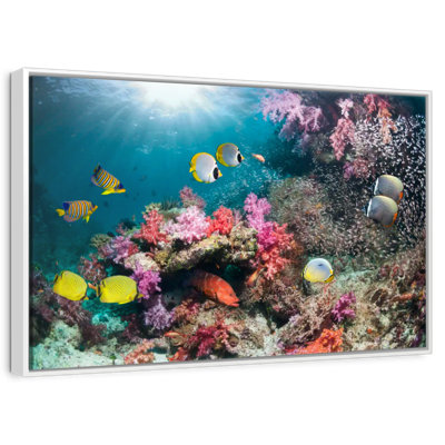 Andaman Sea Life