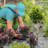 Dewitt Commercial and Home Garden Landscape Weed Block Barrier-105463616