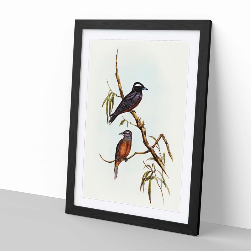 White-Eyebrowed Woodswallows by Elizabeth Gould - Picture Frame Painting Print, Black Framed, 65cm H x 48cm W x 2cm D