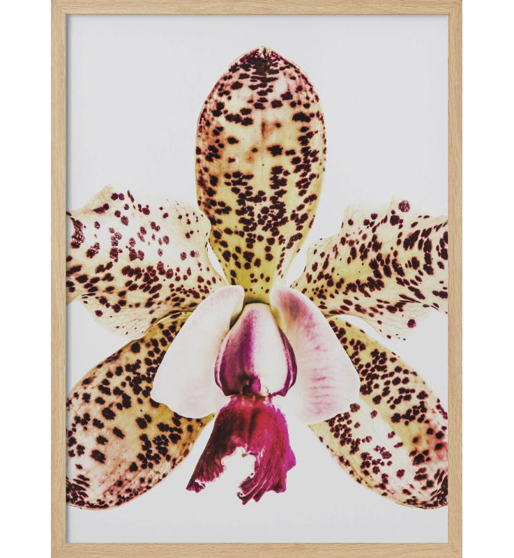 «Coral Orchid», art mural texturé encadré, Naturel, H 40 po x l 30 po