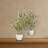 Olive Tree with Vase