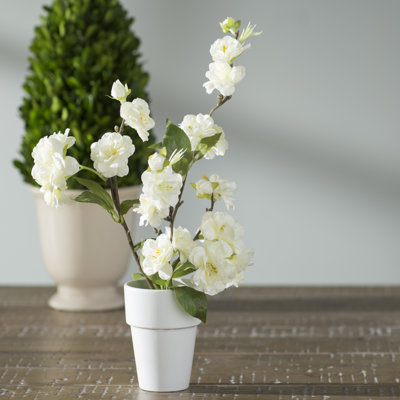 Fleurs de cerisier en pot