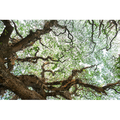 Texture d'arbre de fond par Powerofforever