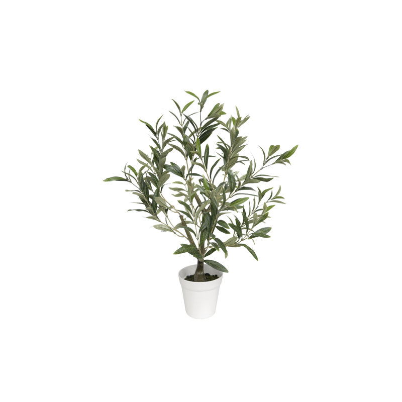 Table Top Olive Tree