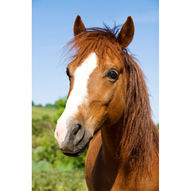 Horse Portrait by PK-Photos - Wrapped Canvas Print, 30cm H x 20cm W