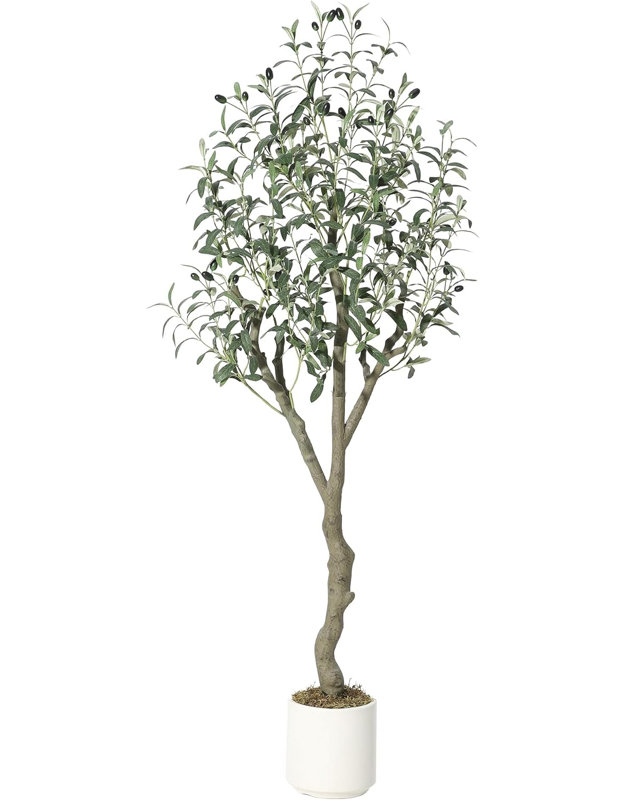 152cm Plant