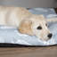 Floral Polyester Pet Bed