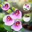 Petite plante artificielle orchidée rose d'intérieur, 9 pouces, 3 cm-98389297-98389293