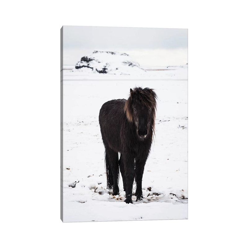 Icelandic Pony In Winter Snow by James Vodicka - Wrapped Canvas Gallery-Wrapped Canvas Giclée, 101.6 cm H x 66.04 cm W