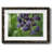 " Aubergine "-1597644524-1597644525