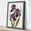 Purple Irises Study Botanical - Wrapped Canvas-1032612379-1032612380