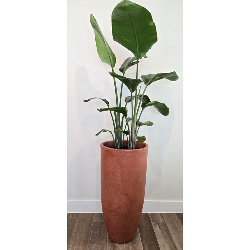  Blanc grand, Terracotta, H 34 po x l 16 po x P 16 po