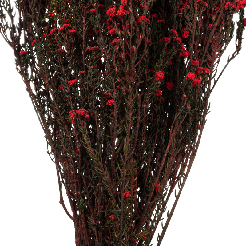 Phylica Floral Arrangement in Vase
