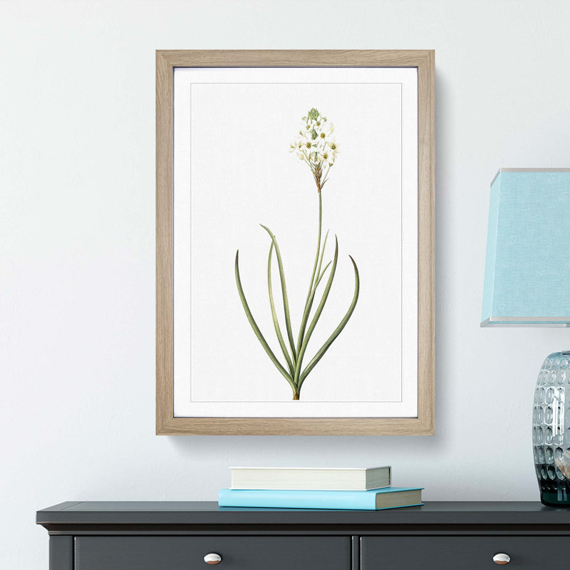 Arabian Starflower by Pierre-Joseph Redoute - Single Picture Frame Painting, 45cm H x 33cm W x 2cm D, Oak Framed