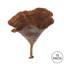 Vickerman 2-6" diameter Natural Calice, 15 pieces per bag, Dried
