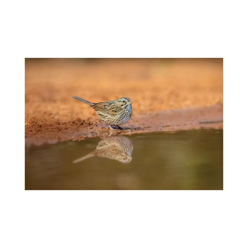 Lincoln's Sparrow (Melospiza Lincolnii) Drinking by Larry Ditto - Wrapped Canvas Gallery-Wrapped Canvas Giclée