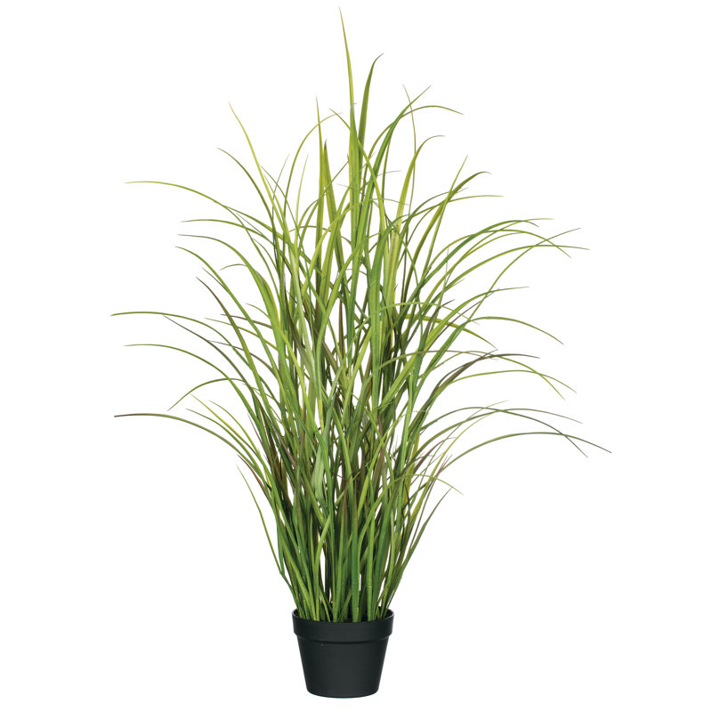Herbe d’oignon en pot