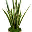 Snake Plant With Moss