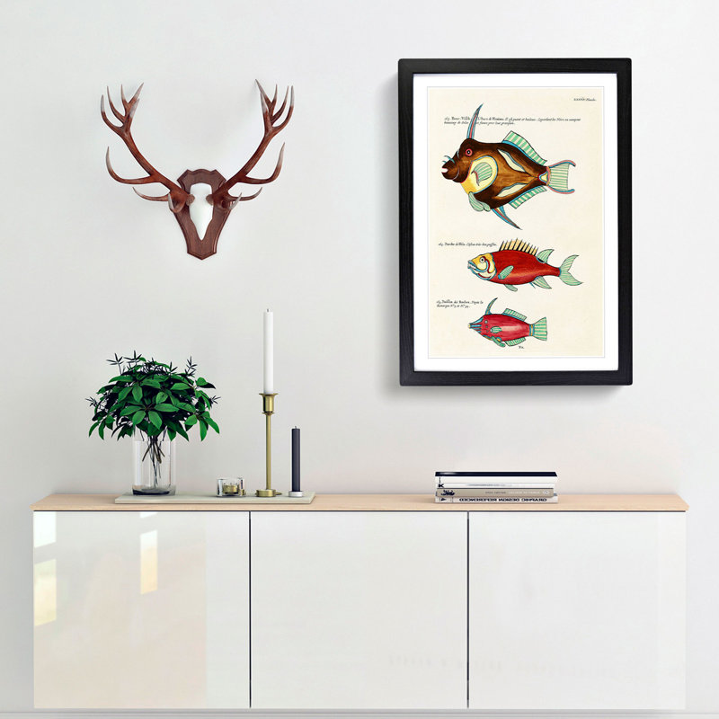 East Indies Fish Illustrations XXXVI by Louis Renard - Picture Frame Graphic Art Print, 65cm H x 48cm W x 2cm D, Black Framed