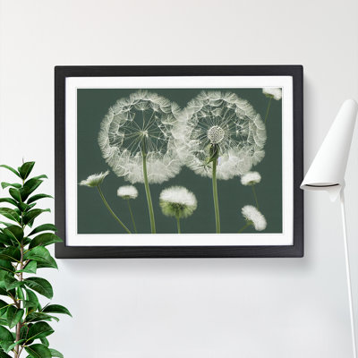 Blooming Dandelion Flowers - Framed Print