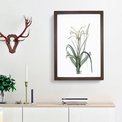 Malgas Lily Flowers by Pierre-Joseph Redoute - Picture Frame Art Print