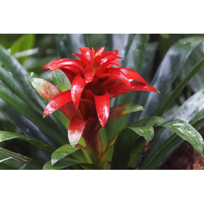 Fleur de broméliacées idyllique par Agustavop