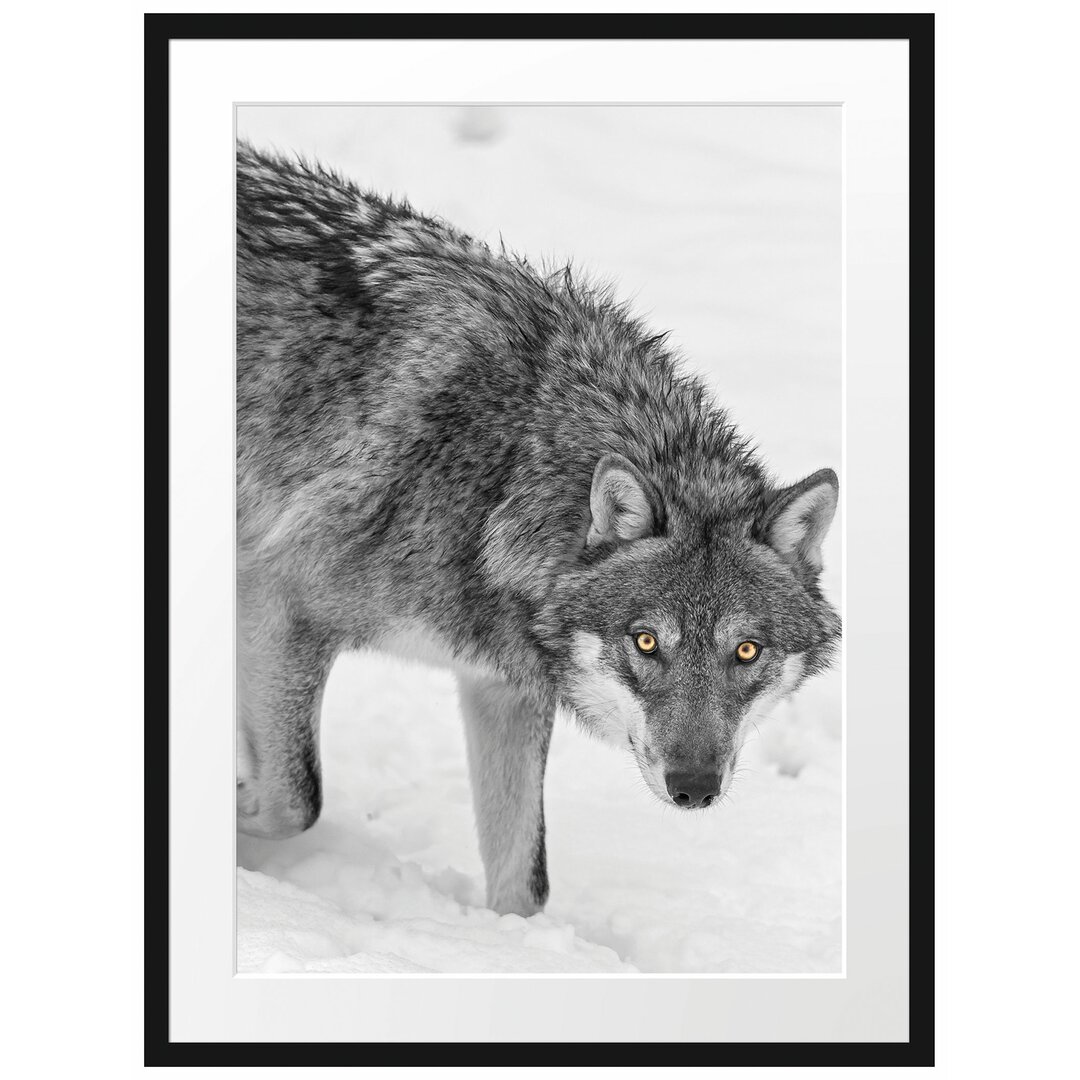 Gerahmtes Poster Einsamer Wolf im Schnee