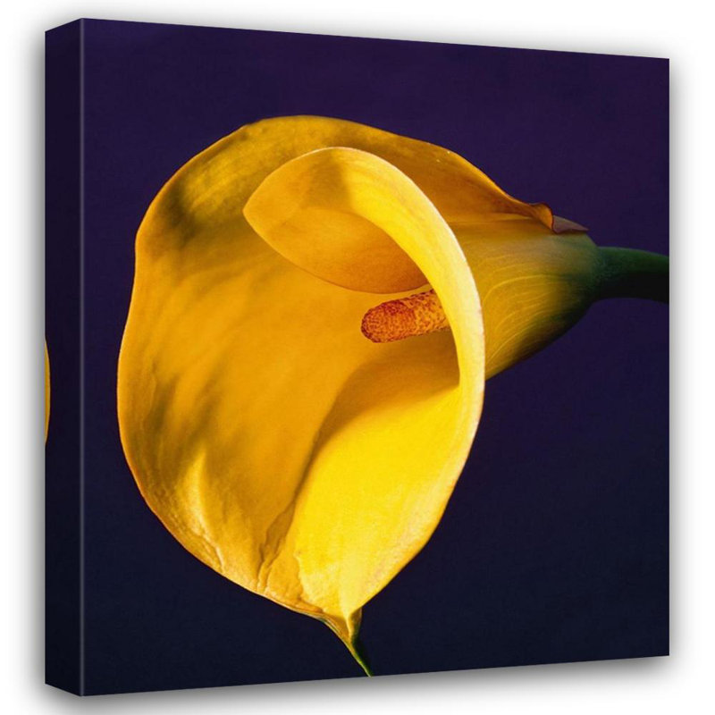 Calla Lily, 1987, 42" H x 36" W