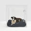 Large Clear View Pet Crate with Silver Latch-1192347654