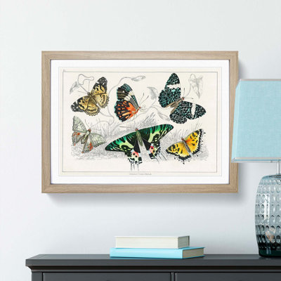 Assortment Of Butterflies XL by Oliver Goldsmith - Single Picture Frame Painting