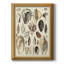 " Seashell Display "-2116054320