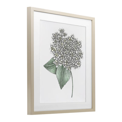  Hortensia croquis, impression encadrée sous verre, design par Cecilia Battaini