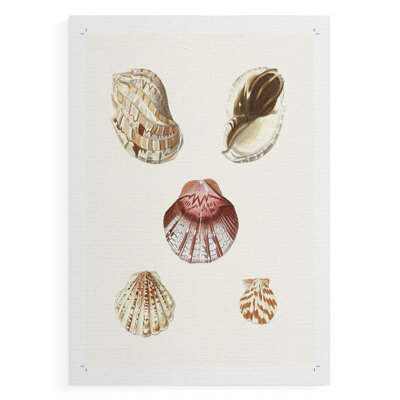 Pastel Knorr Shells V - Impression sur toile seulement - NON-CADRE
