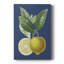 Citron français sur bleu marine II - reproduction d'art sur toile tendue-296069400