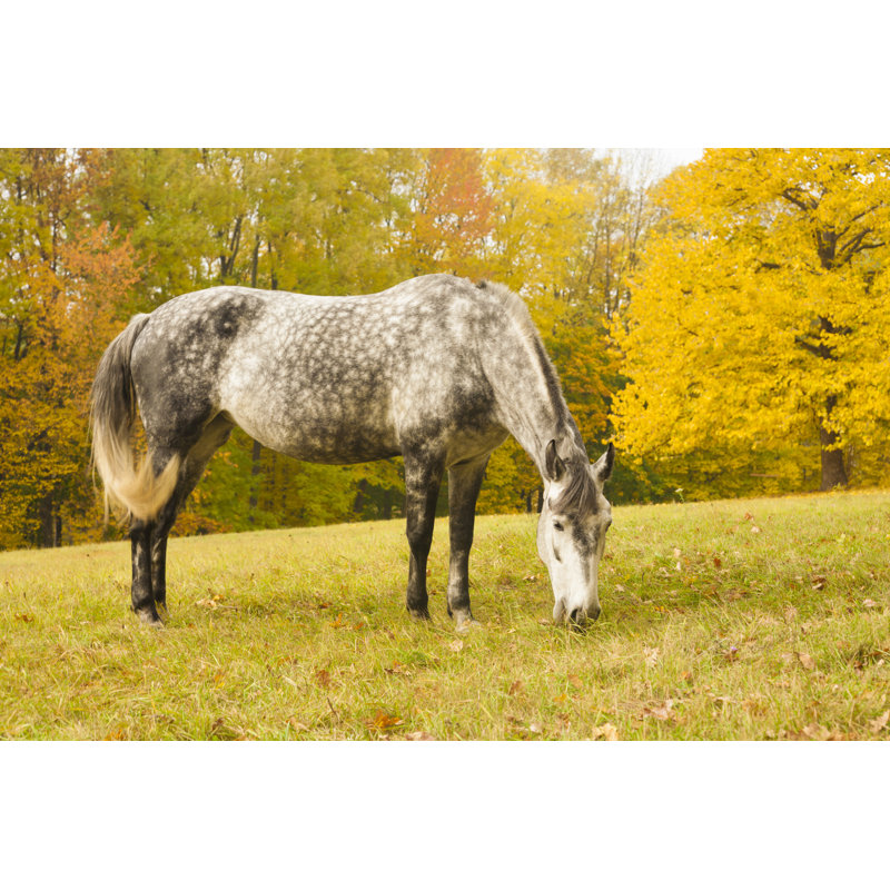 Willenhall Willenhall Grazing Horse On Glade - Wrapped Canvas Print, 30cm H x 46cm W x 3.8cm D