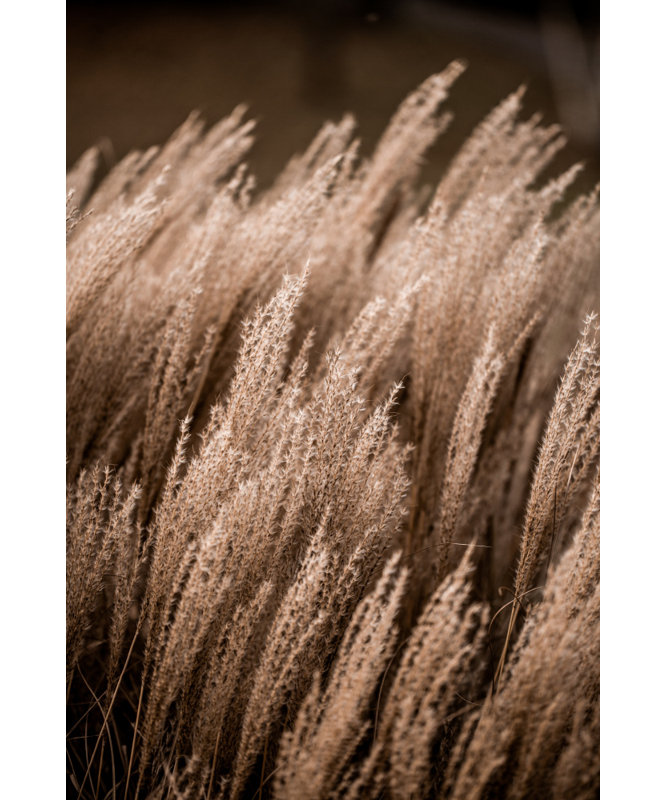 Wrapped Canvas Print, 76.2 cm H x 50.8 cm W