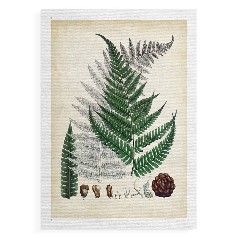 Fougères de collection II - impression sur toile seulement - non encadrée, H 18 po x l 12 po
