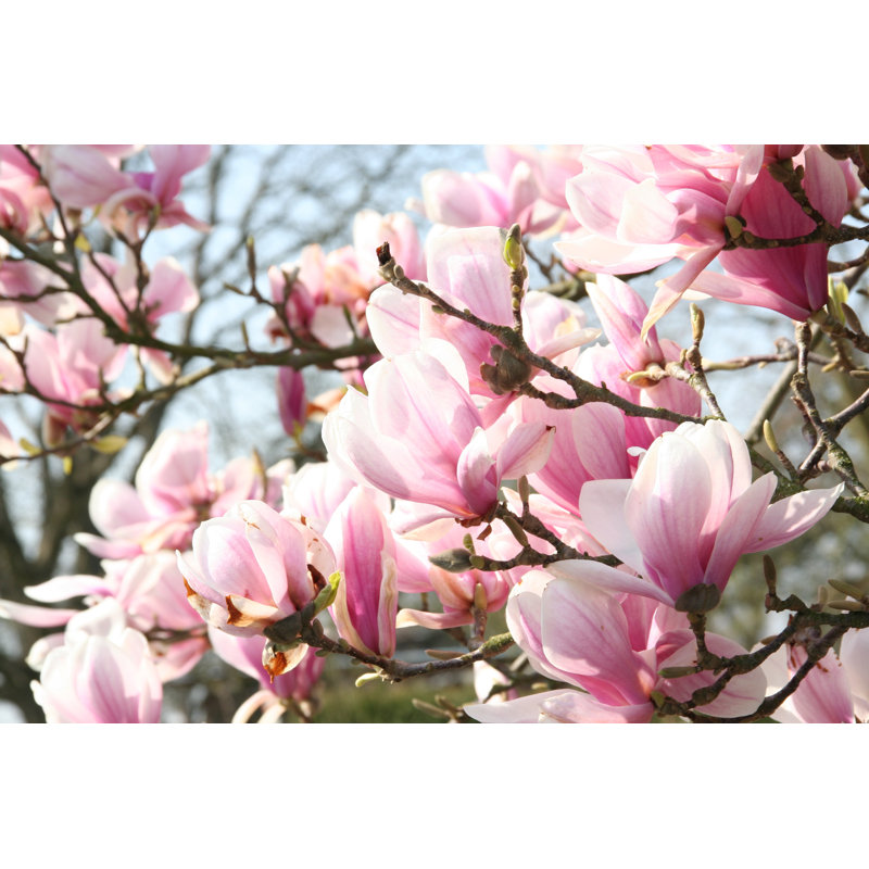 Magnolia Blossom - Wrapped Canvas Print, 81cm H x 122cm W x 3.8cm D