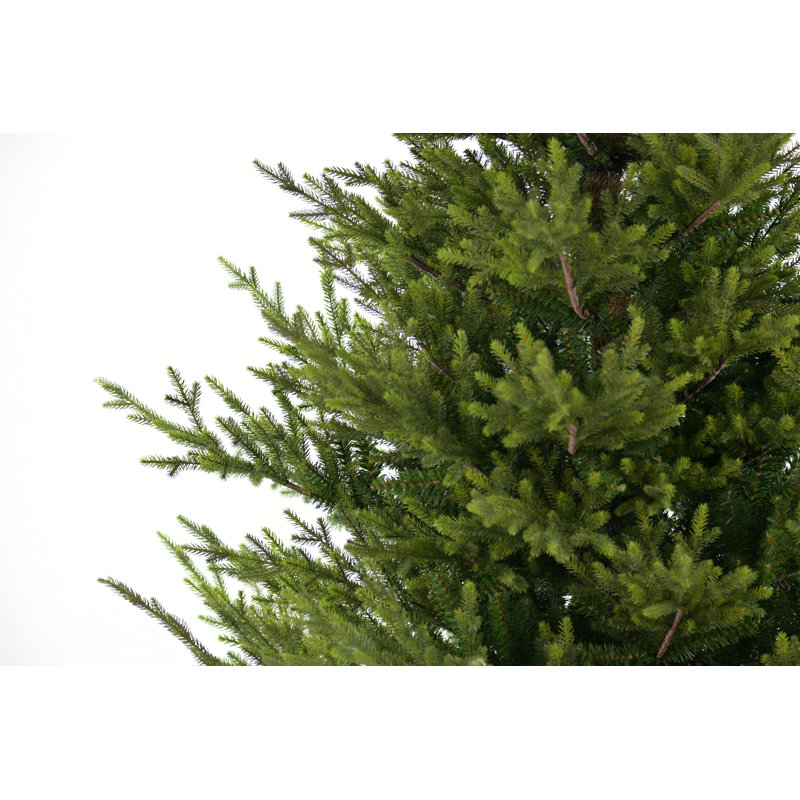 Sami Mountain Spruce Wood DB Base pre-shaped, 7.48 ft
