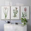 " Rose Botanical I " 3 - Pieces-91891244-91891239