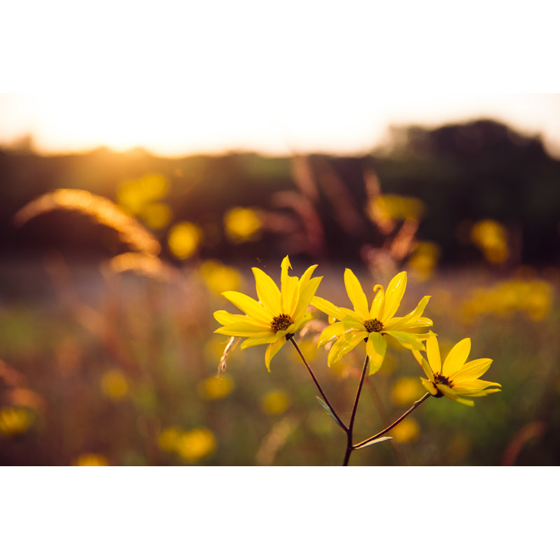 Sunflowers 1 Piece Wrapped Canvas Wall Art, 20cm H x 30cm W