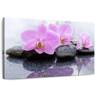 Orchidées Harnek Dewy Zen